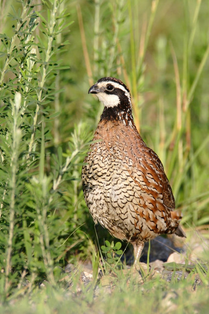 Northern Bobwhite Quail, southern Ohio