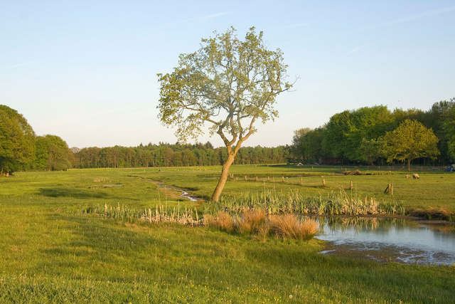 Eik midden in beekdal