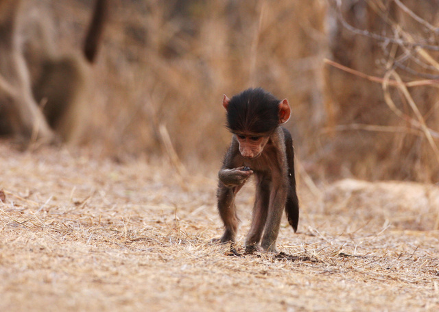 Baby baboon