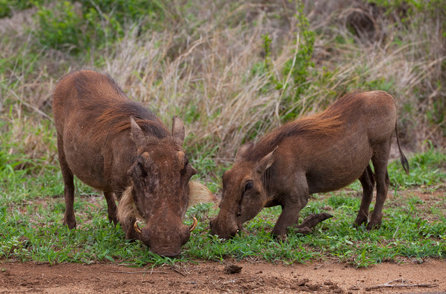 Warthogs