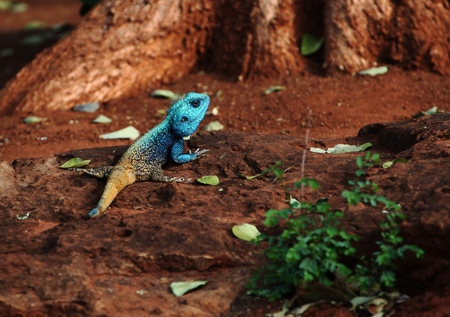 Blue-headed Tree Agama