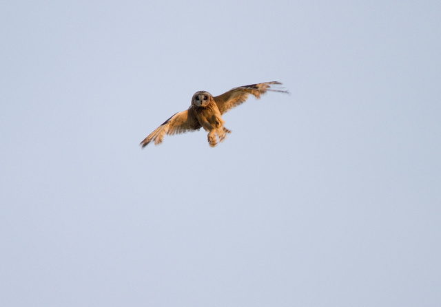 Short-eared Owl shaking feathers