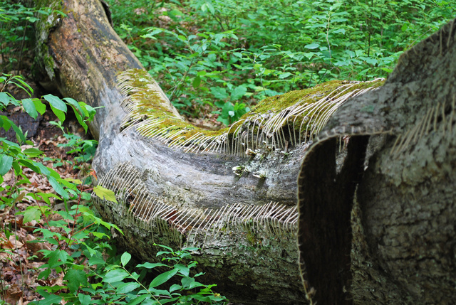 DSC_4420.jpg