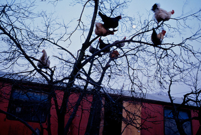 The farming couple Helmut and Hertha in Froeßnitz, Germany, live like they are in another time.