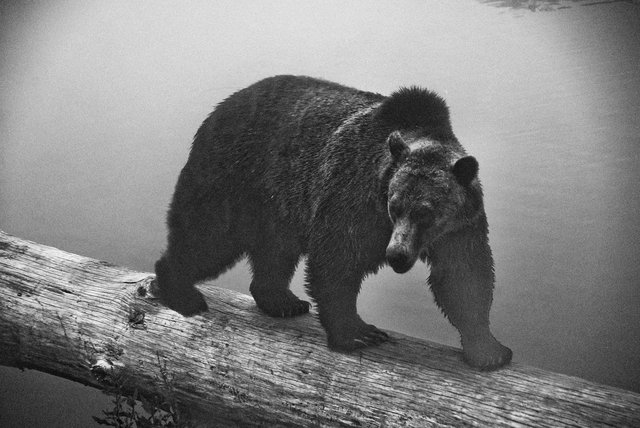 Bear9.jpg