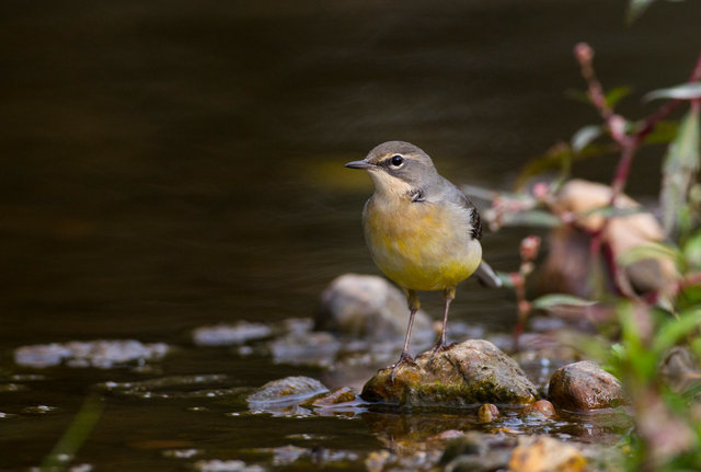 Grey Wagtail