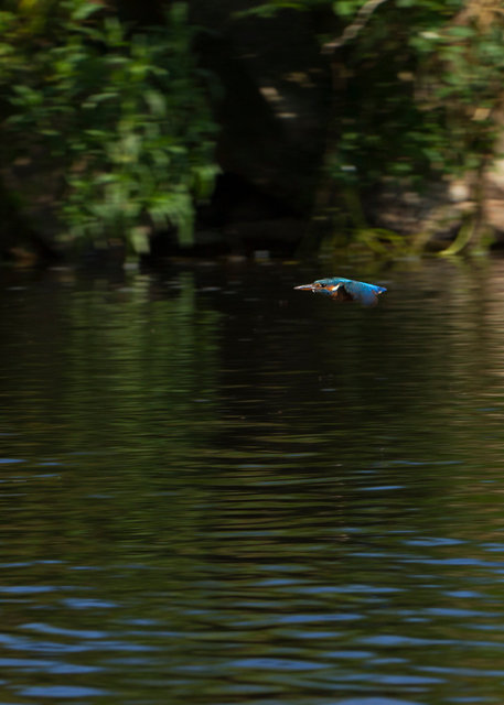 Kingfisher