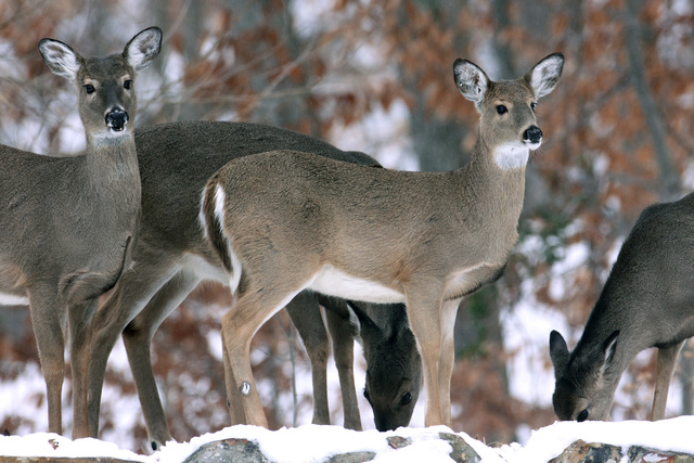 White-tailed deer, southern Ohio