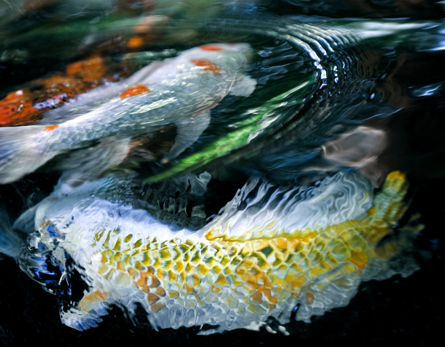 Série Poissons
