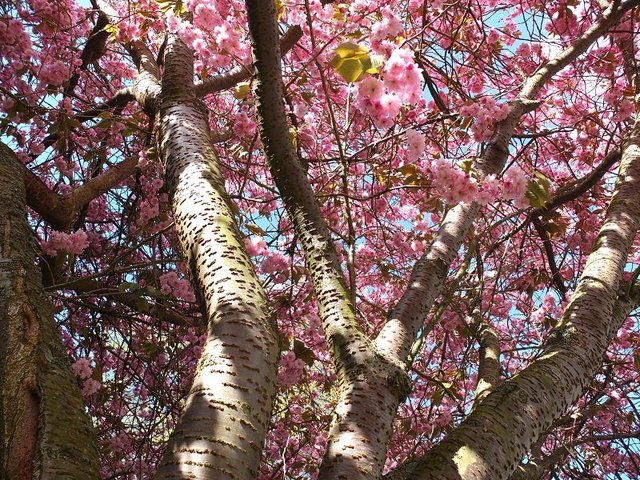 7- Pink Blossom 2015 by Alison Gracie 