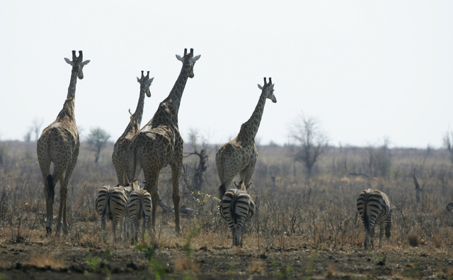 Giraffe and zebra