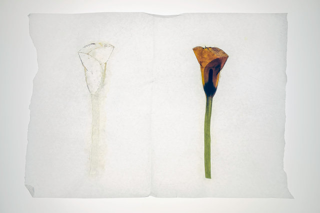 calla lily