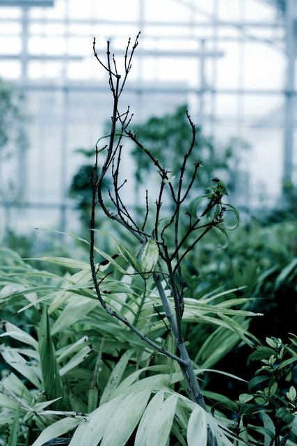 ALM00070_2012CL1808 copie.jpg