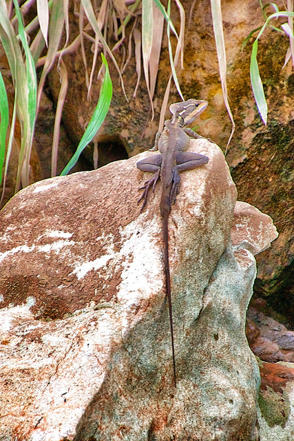 Jesus Christ Lizard