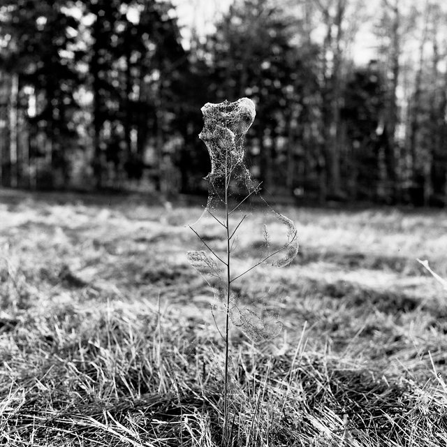 The Morning Dew Reveals