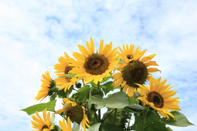 zonnebloemen