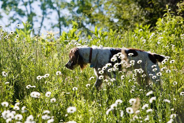Zoe in the Field