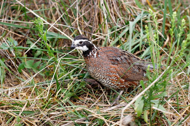 Northern Bobwhite Quail, southern Ohio