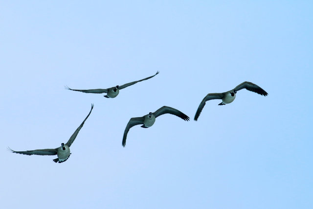 Canada Geese, February, southern Ohio