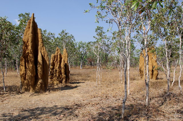 Kakadu Highway Termite Mounds (3) VB.JPG