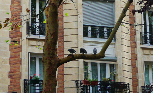 Les pigeons à Paris - nov. 2012