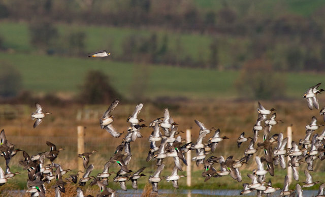 Peregrine falcon hunting teal ducks