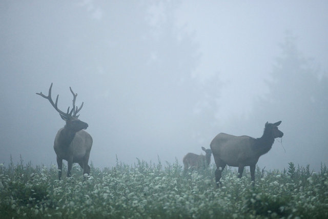 Elk