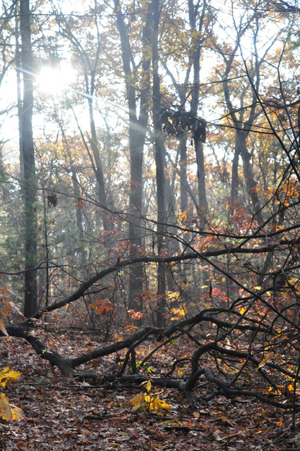 WellesleyDogPark5.jpg