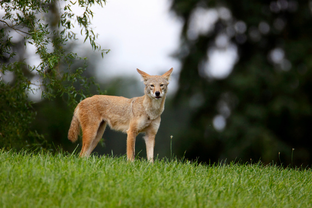 Coyote, Ohio
