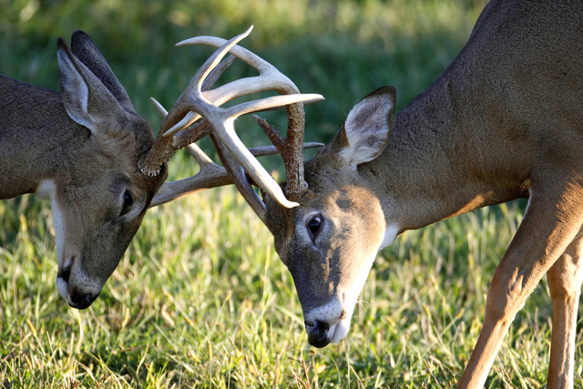 White-tailed deer, southern Ohio