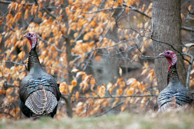 Eastern Wild Turkey, Spring, Ohio