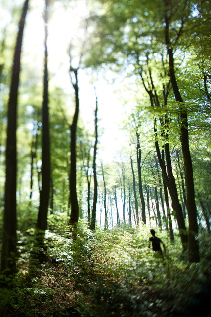 Forêt de Brotonne, Haute-Normandie, 2011