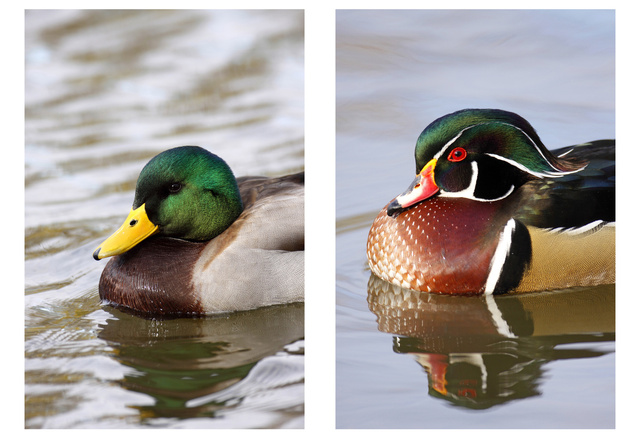 (left) Mallard (right) Wood Duck, Ohio