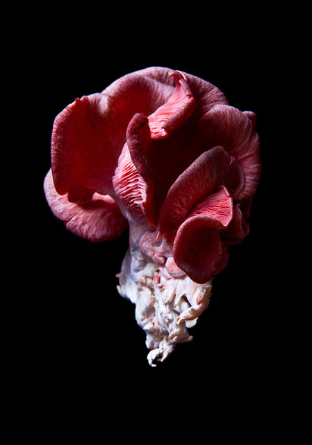 Untitled from the series Hortus Nocturnum © Carla van de Puttelaar