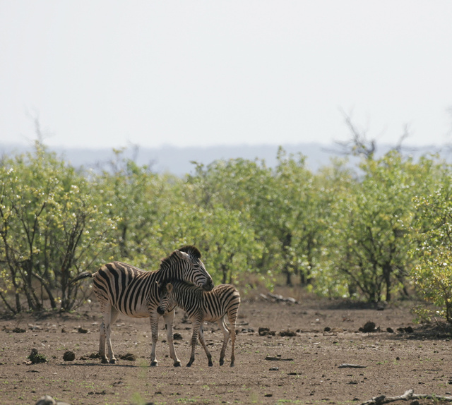 Zebra