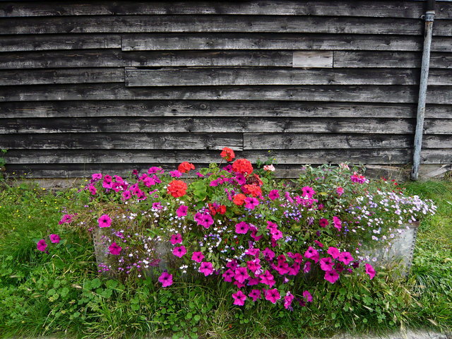 Flower tubs at Marden Farm VB.JPG