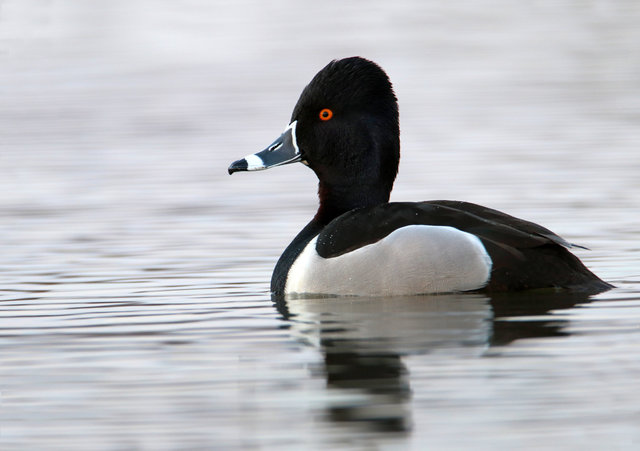 Ring-necked Duck, March, Ohio