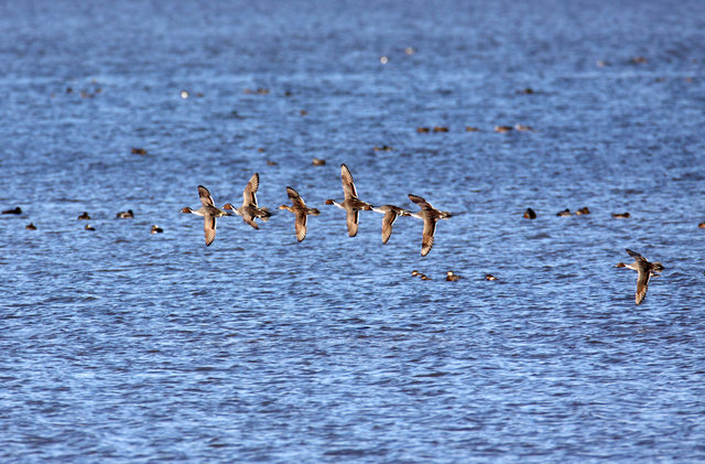 Northern Pintails, March, South Central Ohio