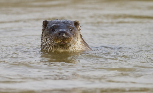 Otter