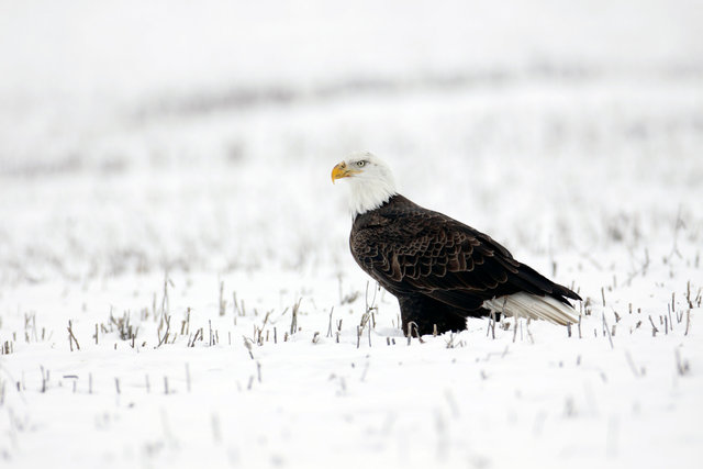 Bald Eagle, Ohio