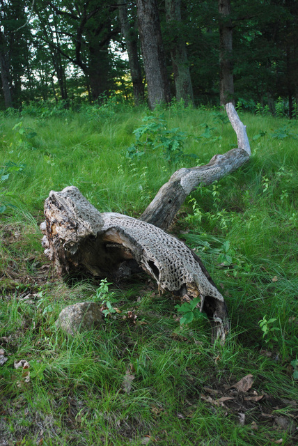 DSC_4686.jpg