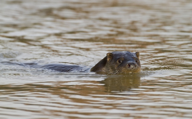 Otter