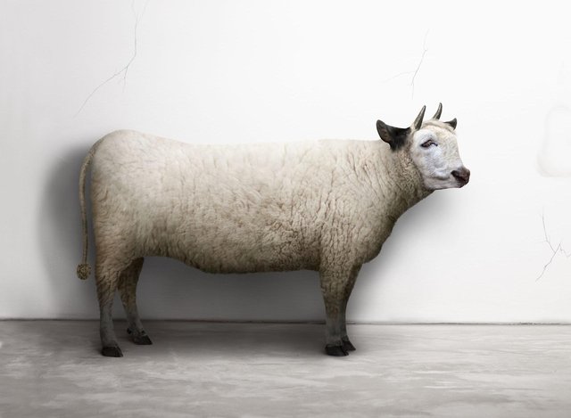 Lamb, Cow. (3 of 3)