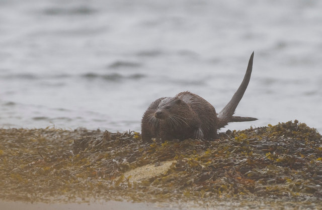 Otter
