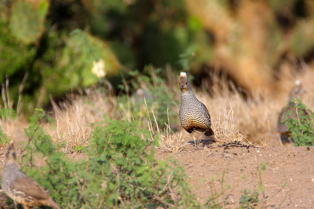 Scaled Quail, southern Texas