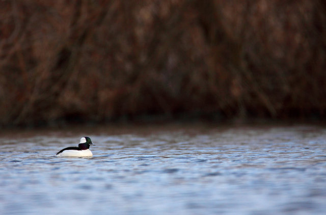 Bufflehead, March, South Central Ohio