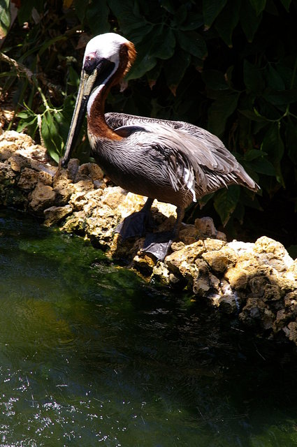 Barbados Wildlife Reserve (19) VB.JPG