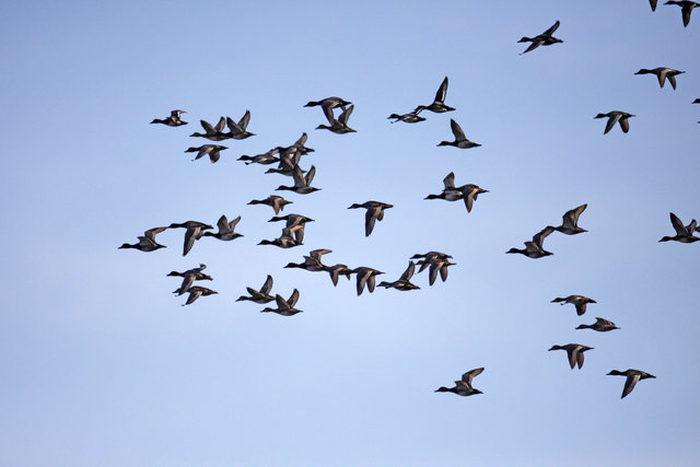 A flock of Redhead and Ring-necked Ducks, spring, southern Ohio.