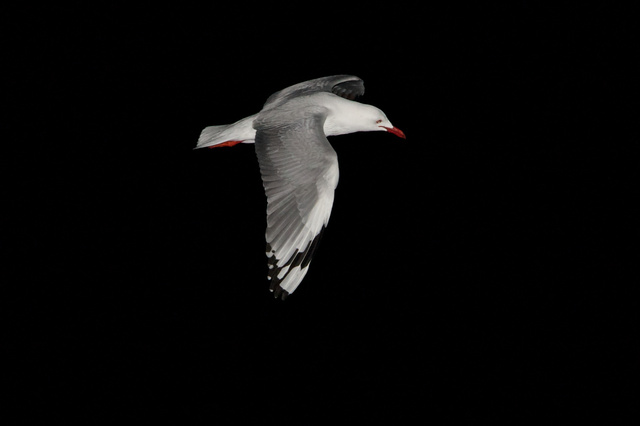 IMG_5069.jpg