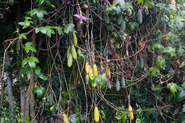 Passiflora Tarminiana 2012